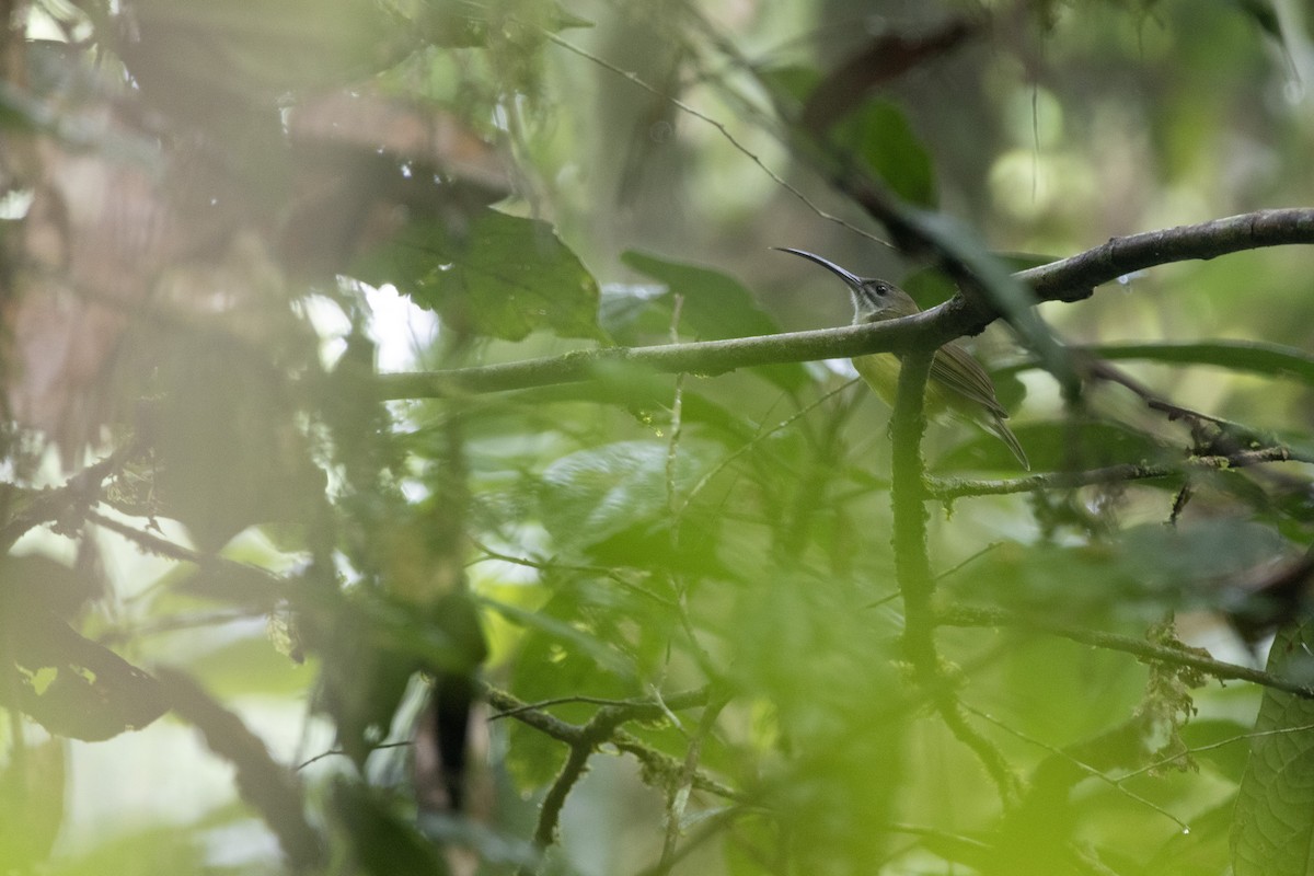 Little Spiderhunter - ML610200302