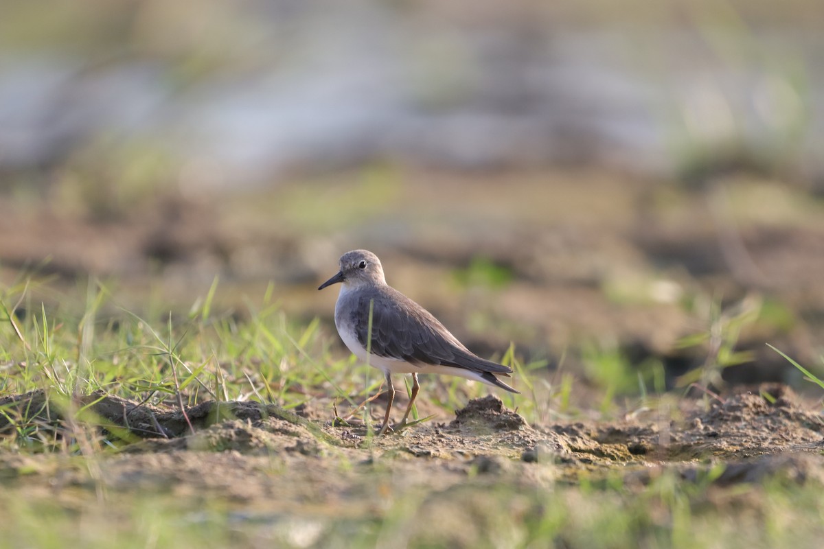 Temminck's Stint - ML610200303