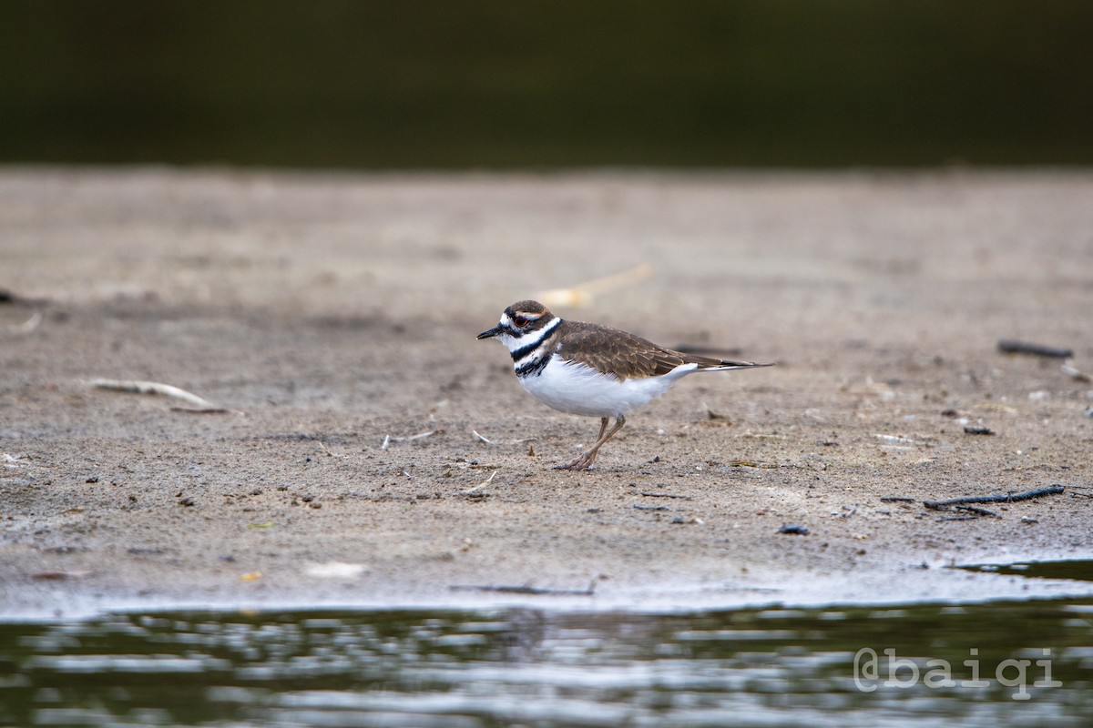 Killdeer - qi bai