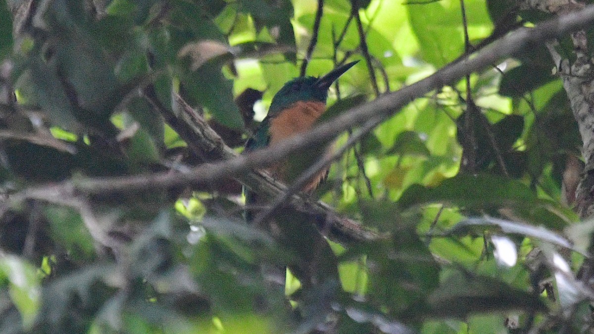 Great Jacamar - ML610200391