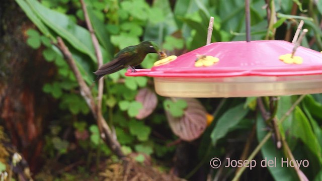 kolibřík dřišťálový (ssp. tyrianthina/quitensis) - ML610200399