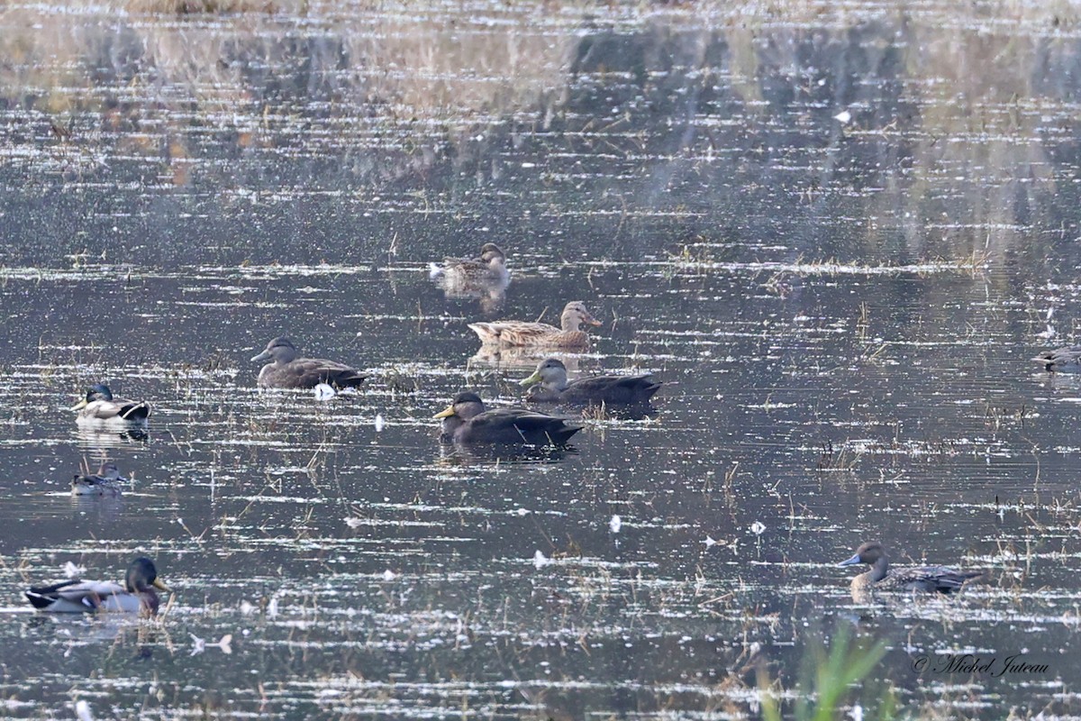 American Black Duck - ML610200409