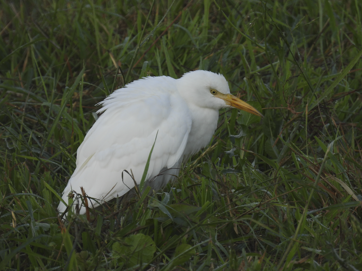 Western Cattle Egret - ML610200427