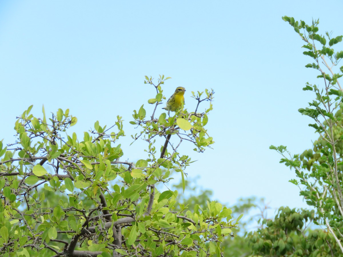 Blackburnian Warbler - ML610200493