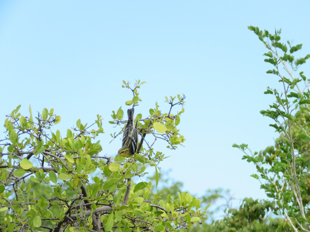 Blackburnian Warbler - ML610200499