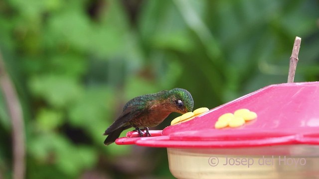 kolibřík dřišťálový (ssp. tyrianthina/quitensis) - ML610200523