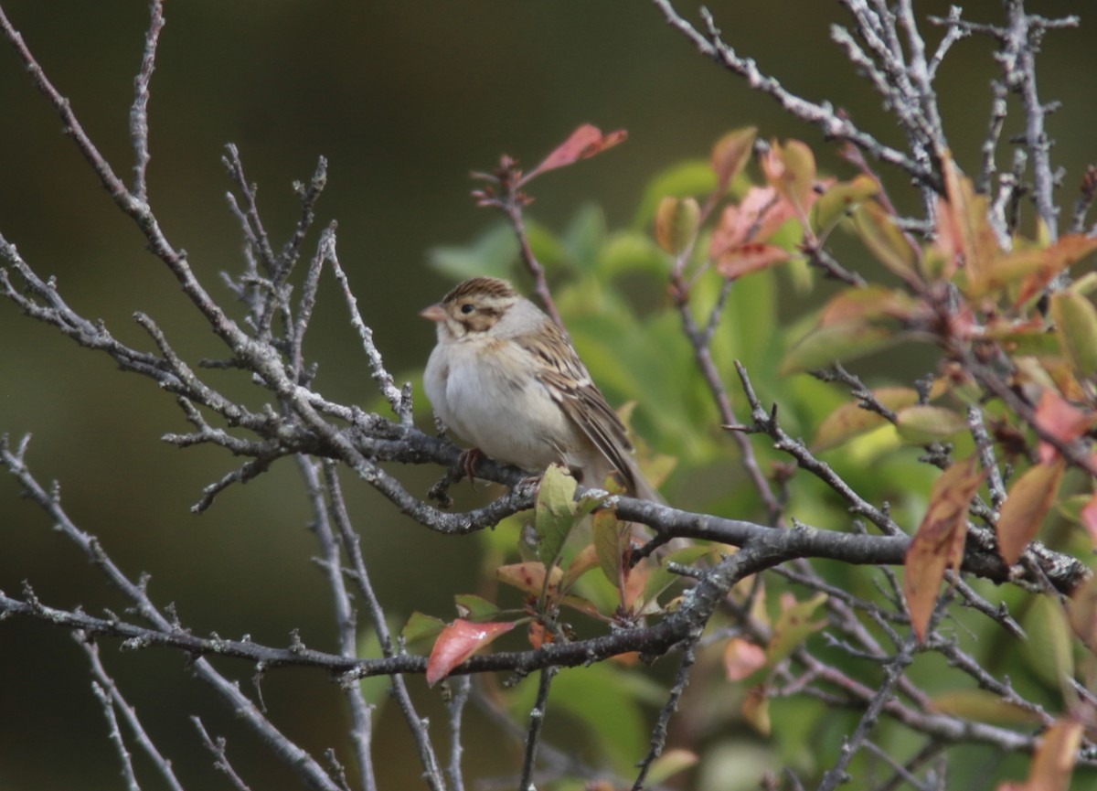 Clay-colored Sparrow - ML610200703