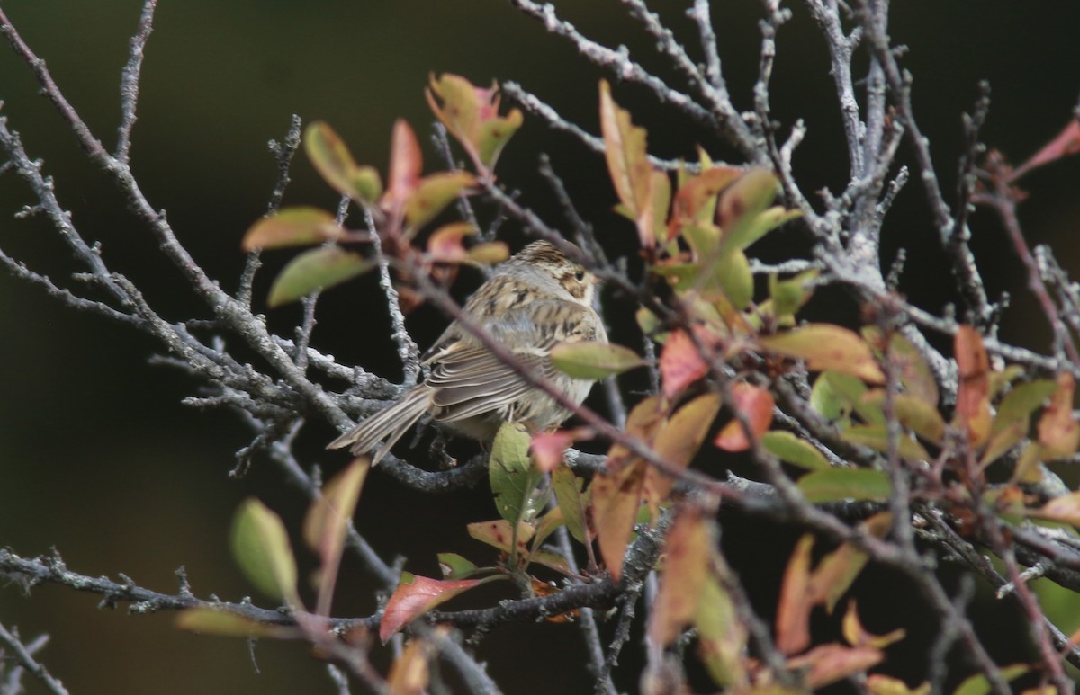 Clay-colored Sparrow - ML610200704