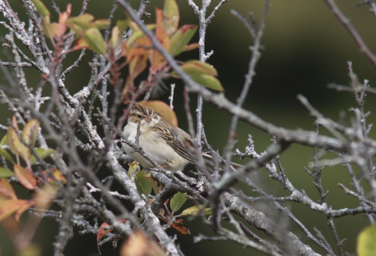 Clay-colored Sparrow - ML610200705