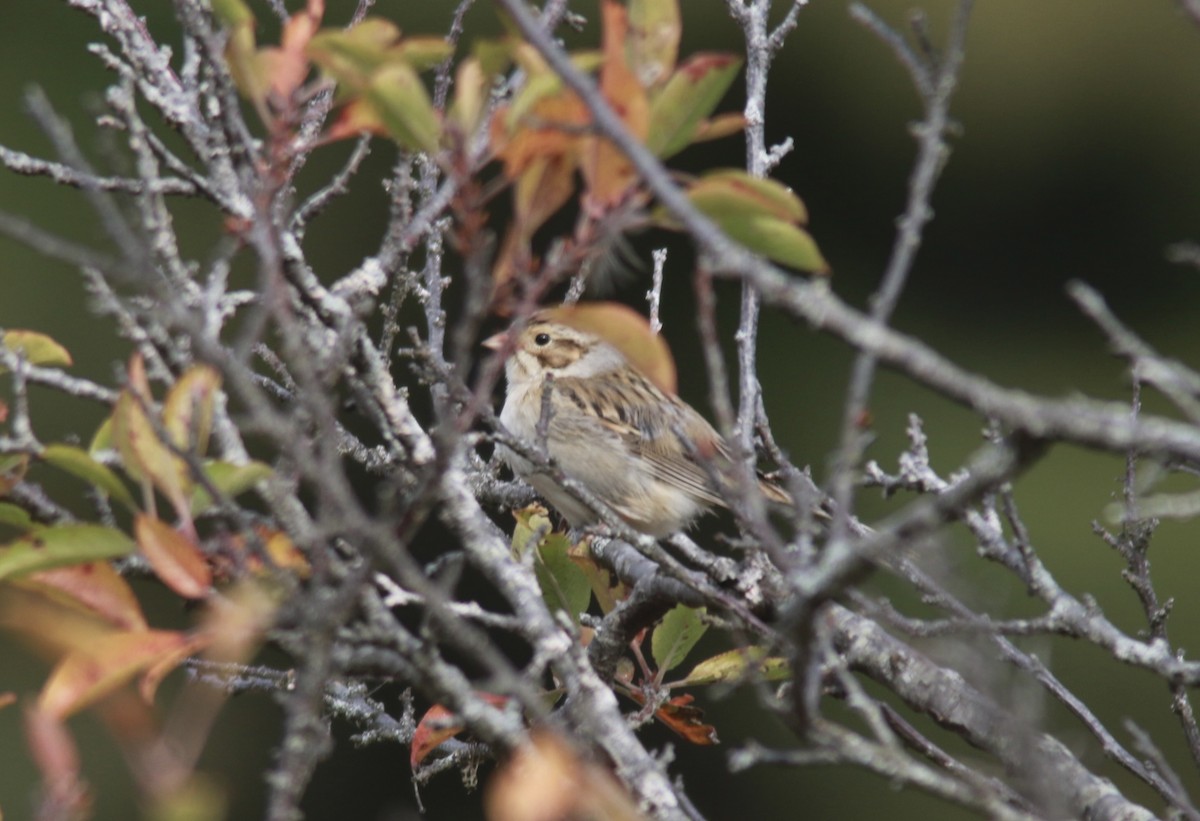Clay-colored Sparrow - ML610200706