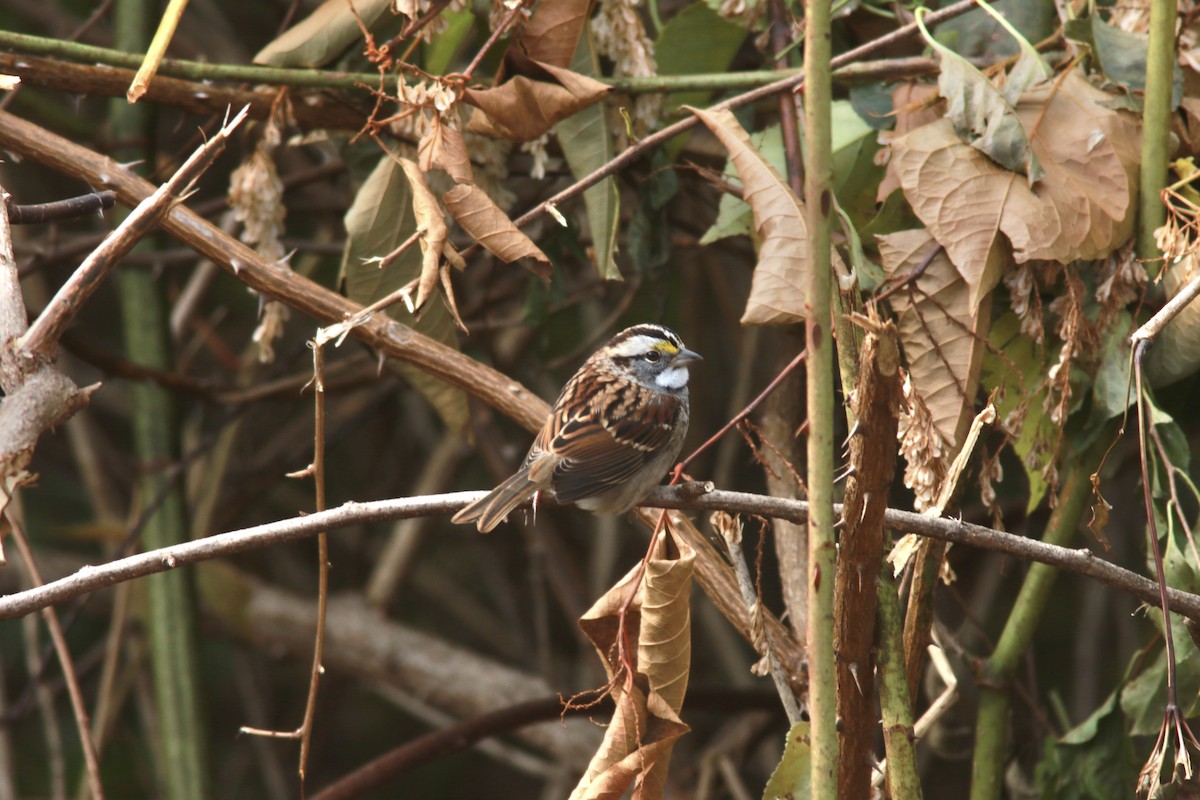 White-throated Sparrow - Richard Garrigus