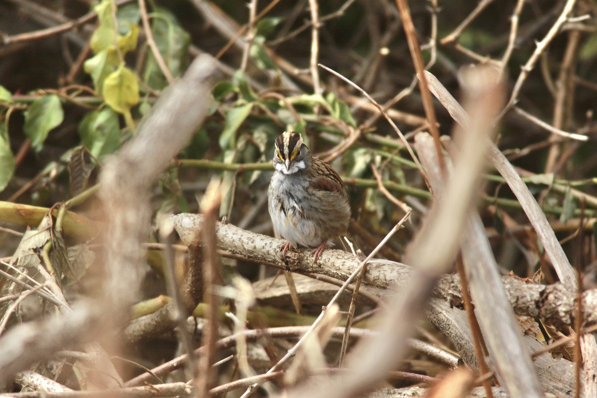 White-throated Sparrow - ML610200713