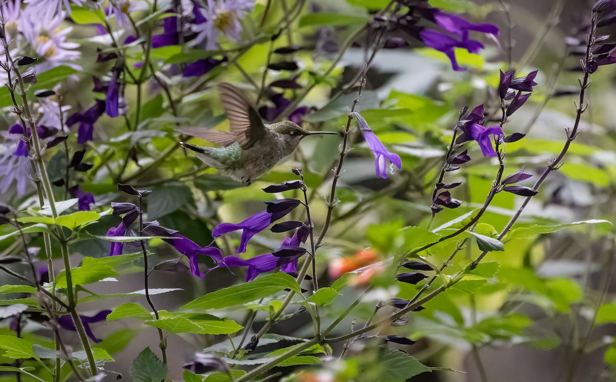 Ruby-throated Hummingbird - ML610200733