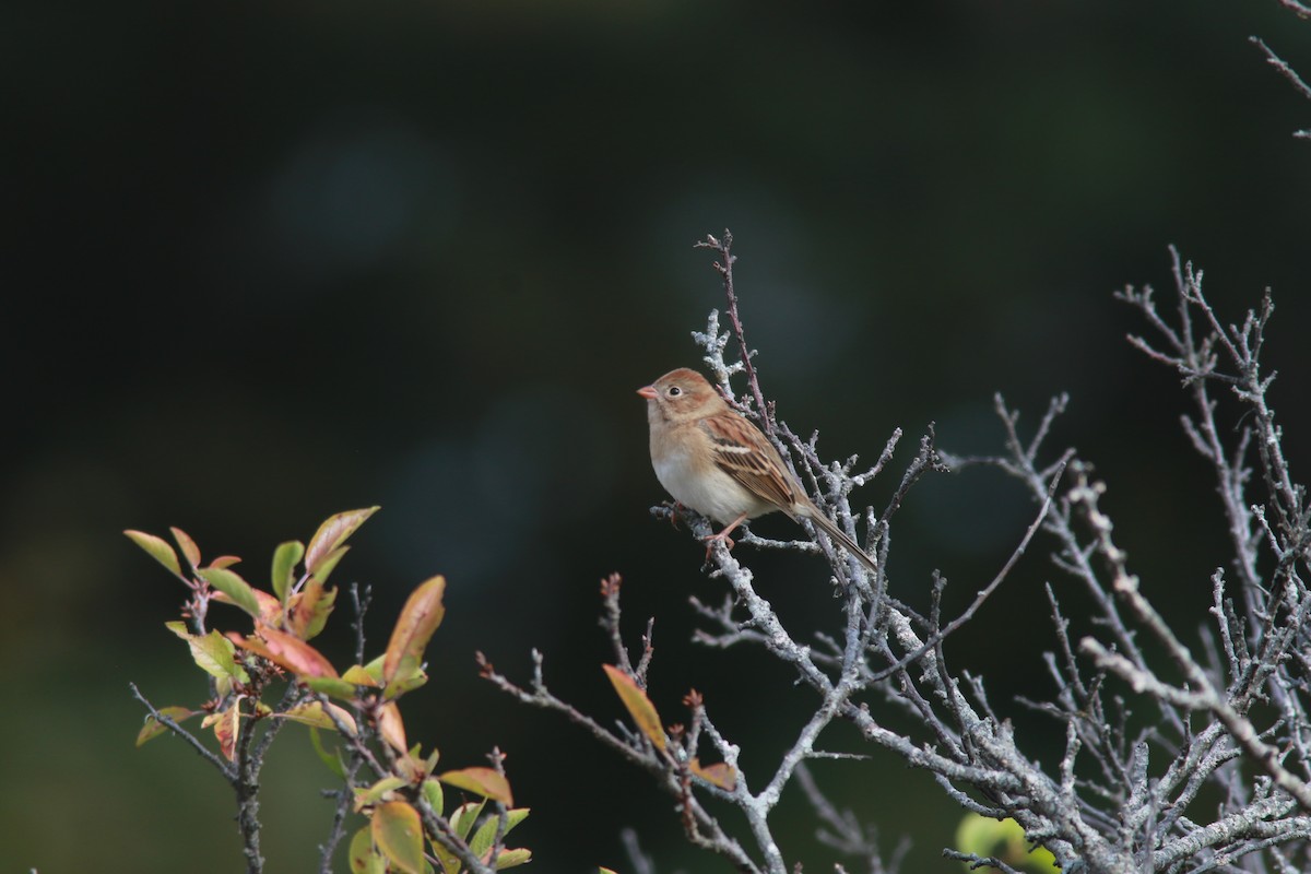 Field Sparrow - ML610200737