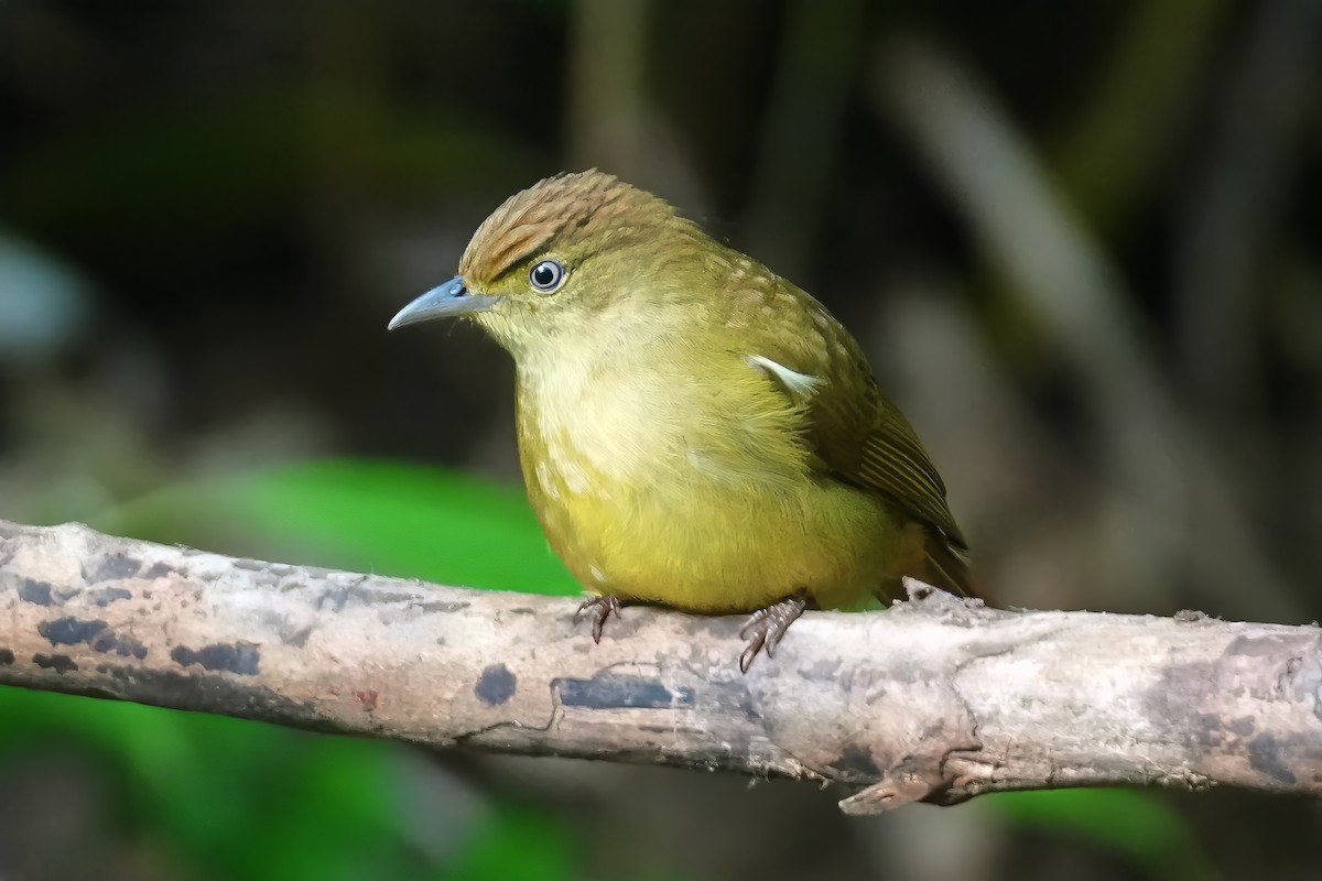 Cachar Bulbul - ML610200983