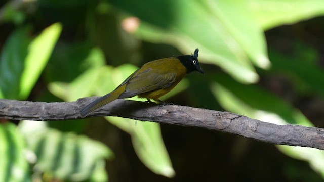 Bulbul à huppe noire - ML610201089