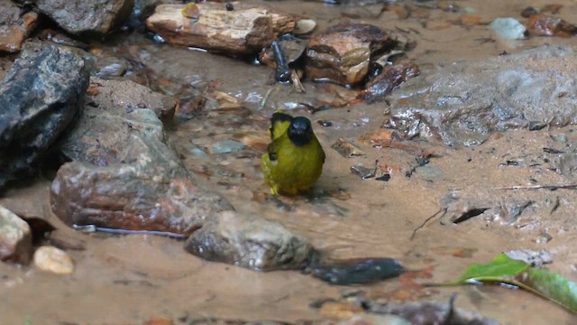 Black-headed Bulbul - ML610201095