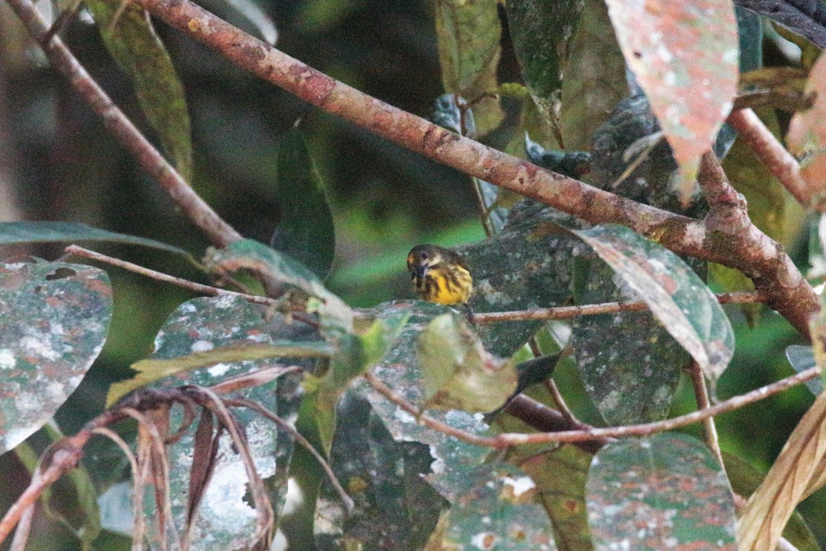 Yellow-breasted Flowerpecker - ML61020111