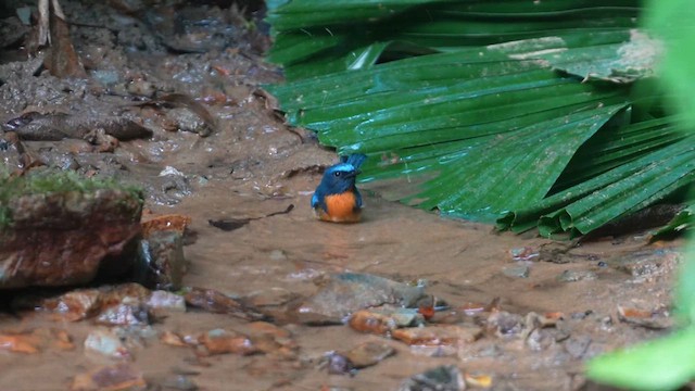 Papamoscas Gorjiazul - ML610201111