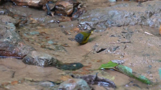 Gray-headed Canary-Flycatcher - ML610201122