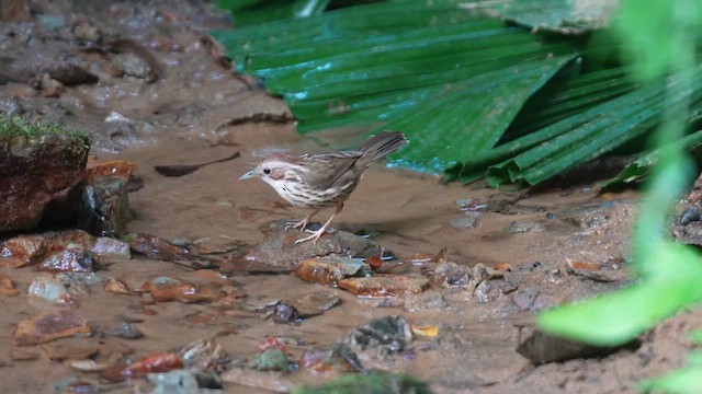 Puff-throated Babbler - ML610201126
