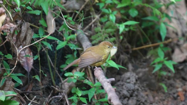 Cachar Bulbul - ML610201134