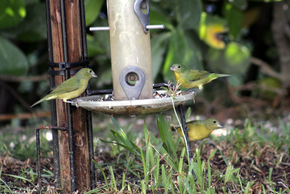 Painted Bunting - ML610201180