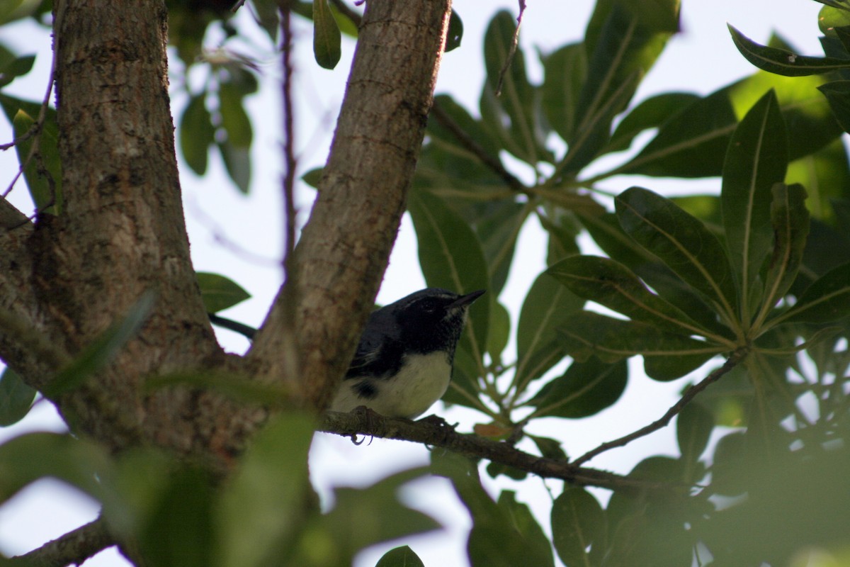 Black-throated Blue Warbler - Hansel Herrera