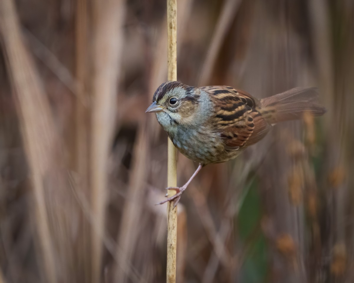 Swamp Sparrow - ML610201288