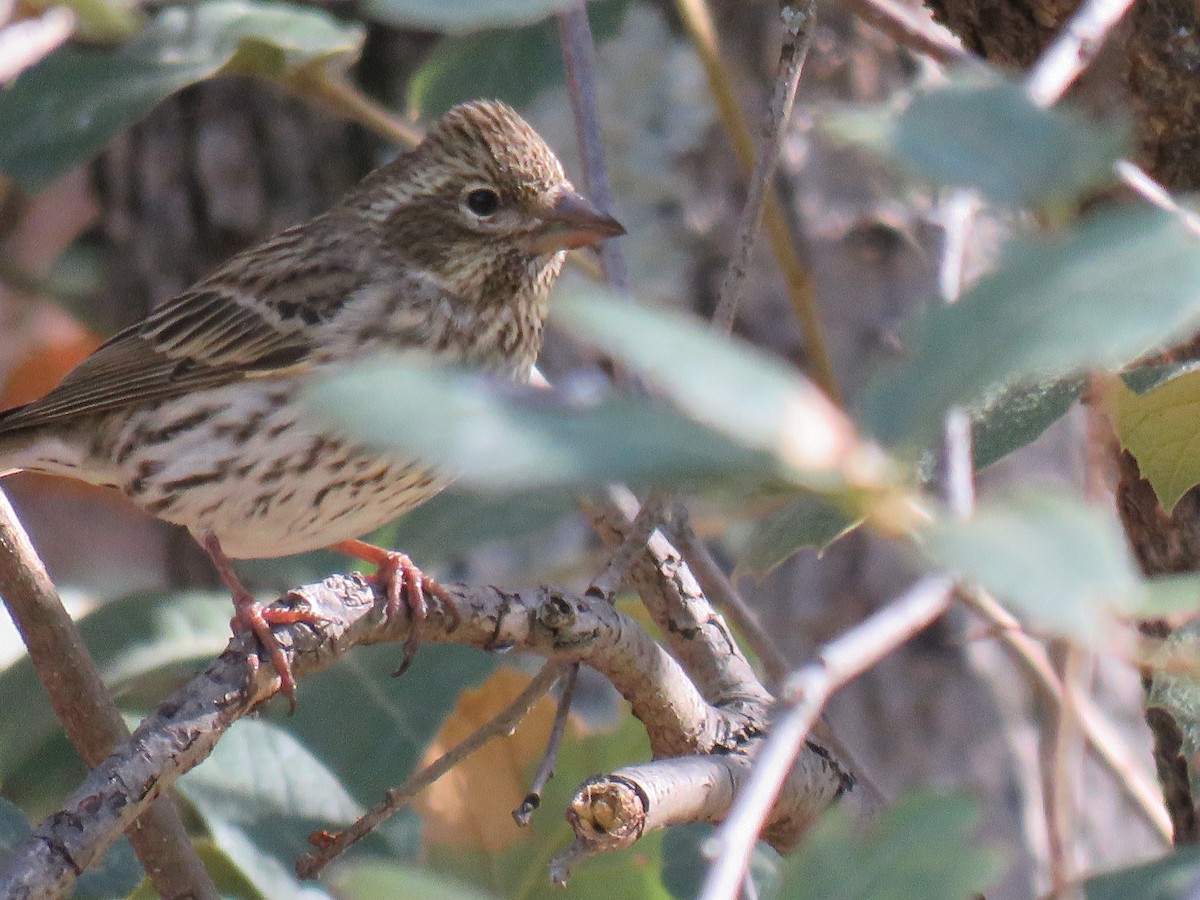 Cassin's Finch - ML610201298