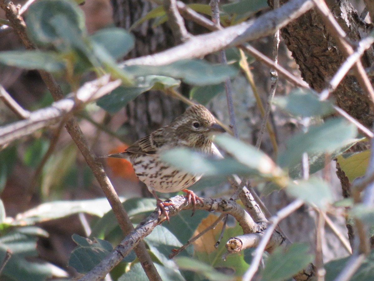 Cassin's Finch - ML610201299