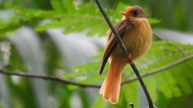 Porte-éventail de Swainson - ML610201417