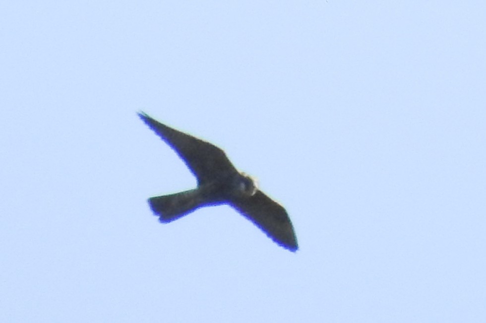 Halcón Peregrino - ML610201469