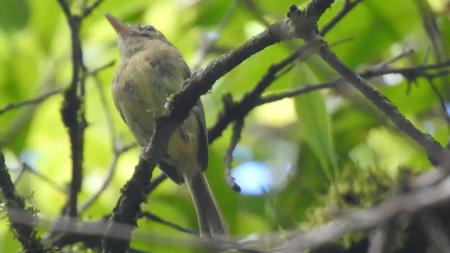 Eye-ringed Tody-Tyrant - ML610201479