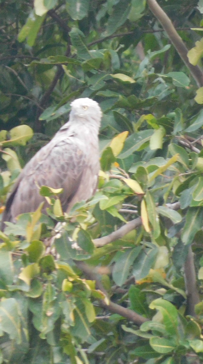 Lesser Fish-Eagle - kalpana jayaraman