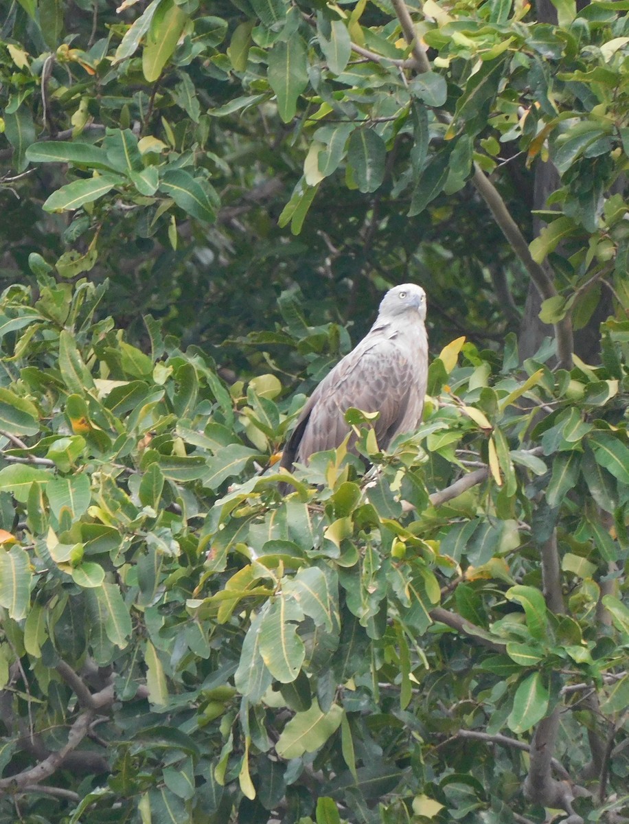 Lesser Fish-Eagle - ML610201513