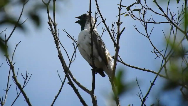 Araponga à gorge nue - ML610201569