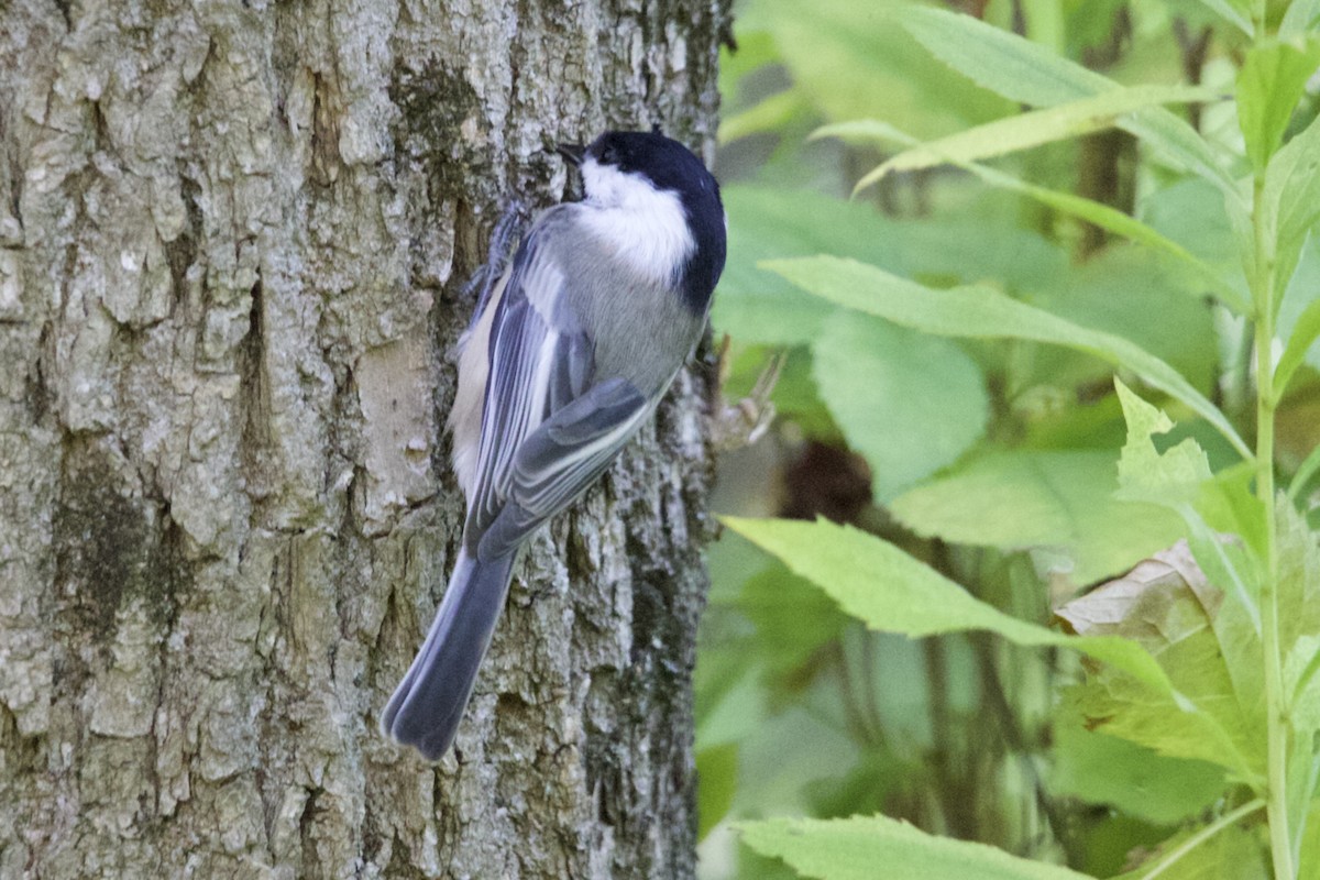 Mésange à tête noire - ML610201604