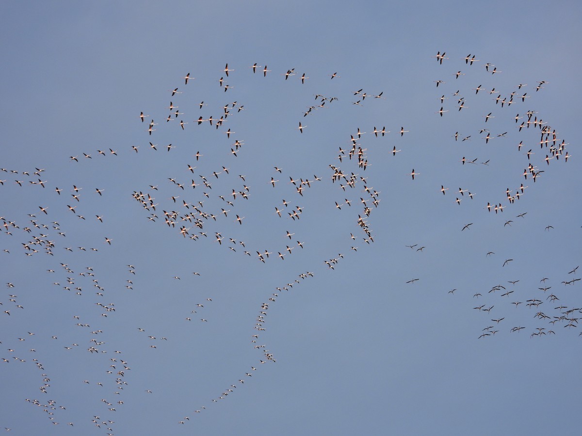 Greater Flamingo - ML610201707