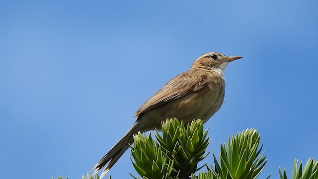 ニワカマドドリ - ML610201721