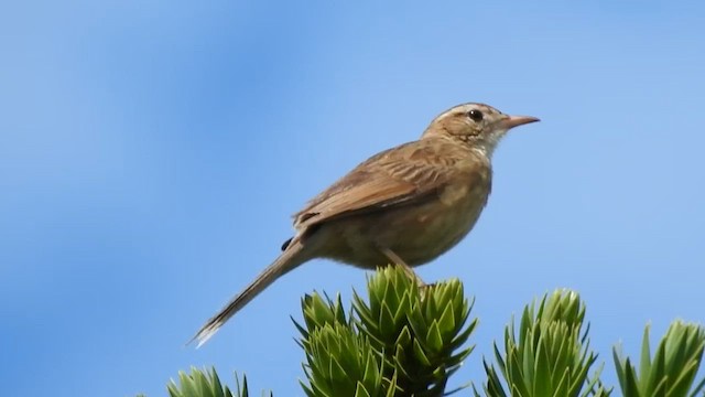 Leñatero - ML610201722