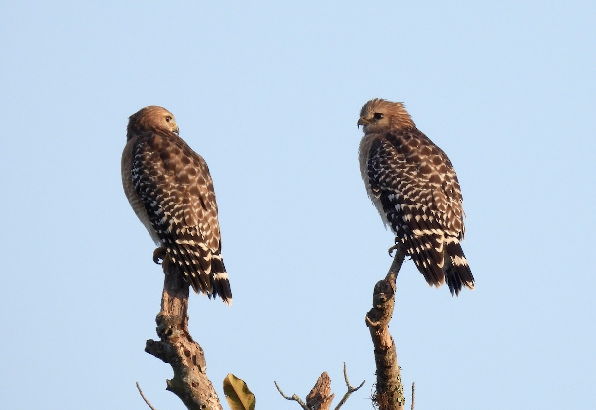 Red-shouldered Hawk - Barb Stone