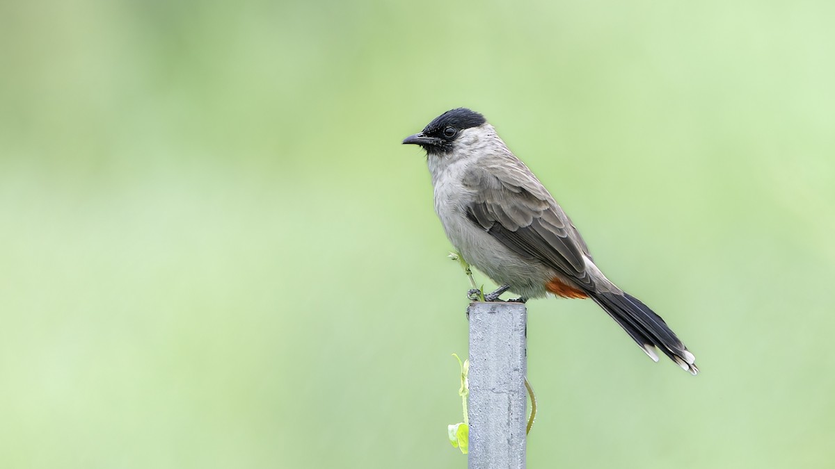 Sooty-headed Bulbul - John Clough