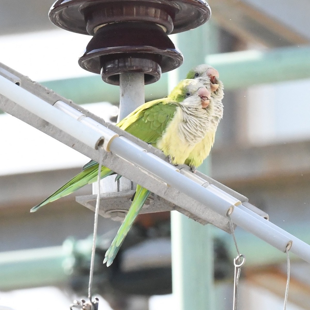 Monk Parakeet - ML610201839