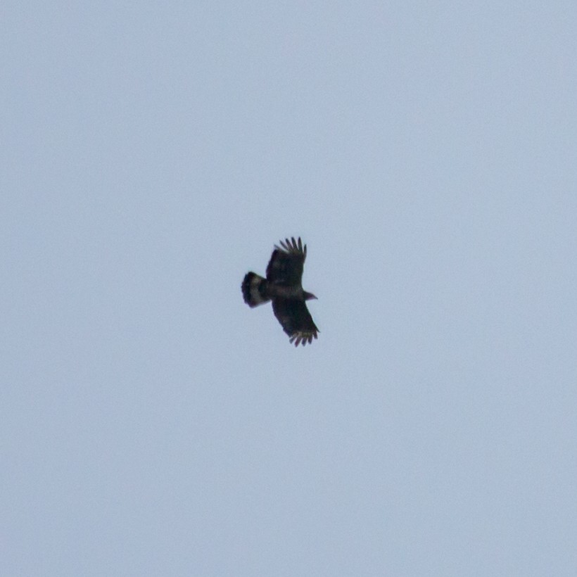 Oriental Honey-buzzard - ML610201842