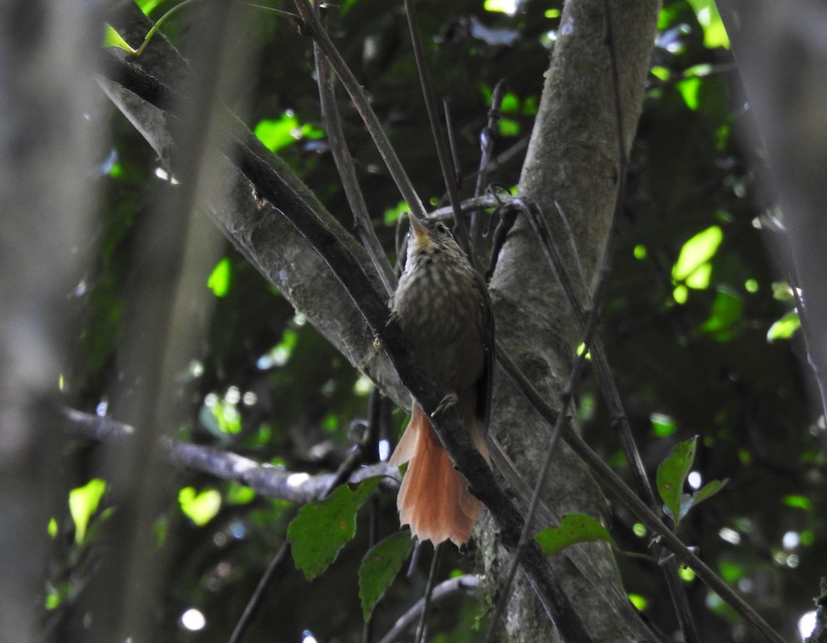 White-browed Foliage-gleaner - ML610201855