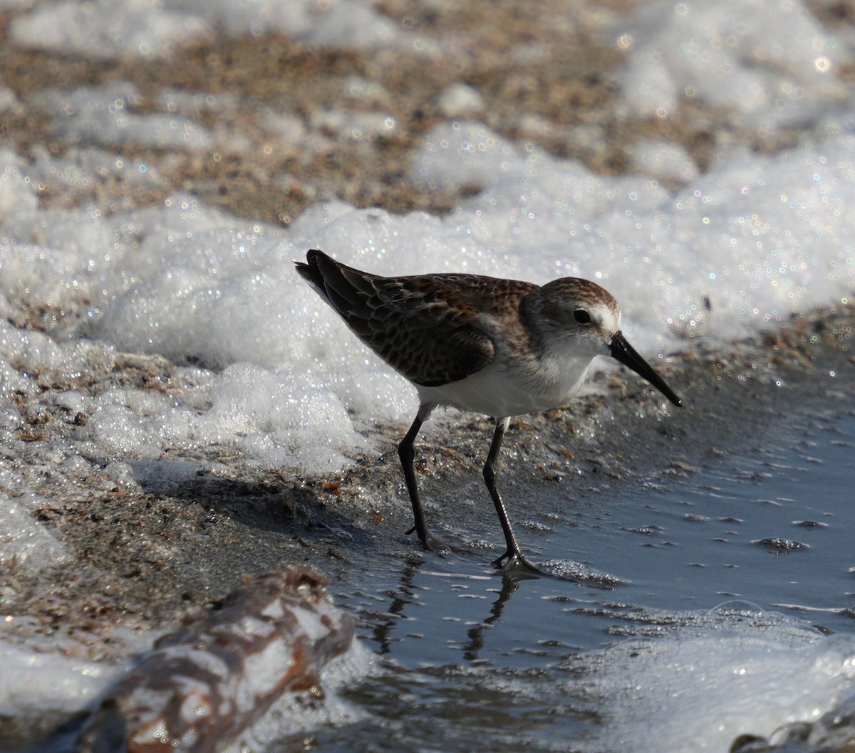 Western Sandpiper - Romain Demarly