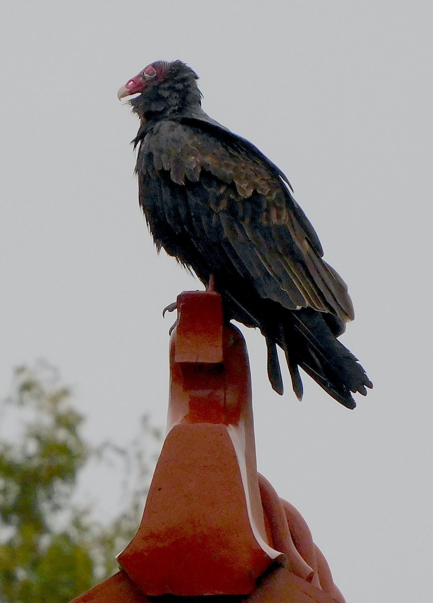 Turkey Vulture - ML610202052