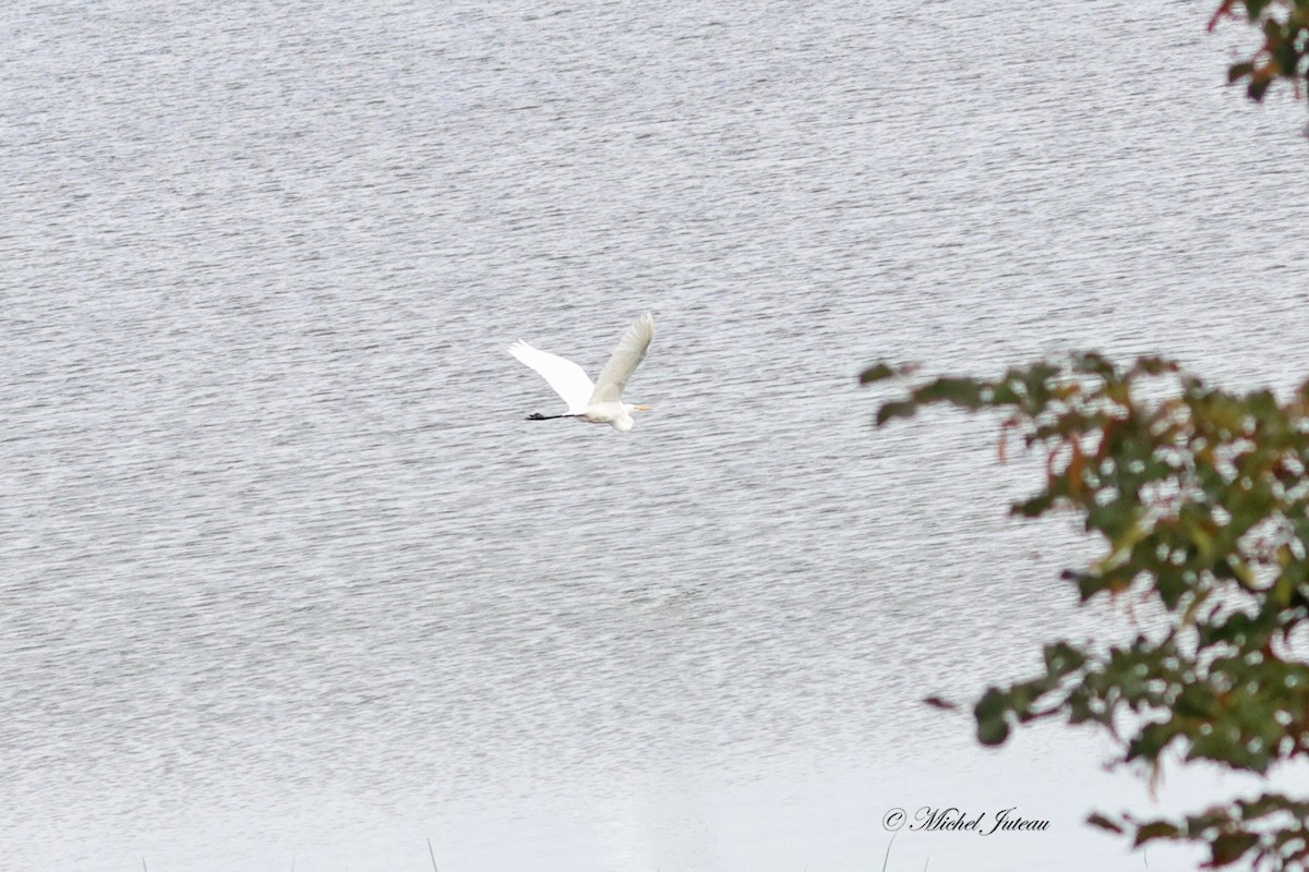 Great Egret - Michel Juteau