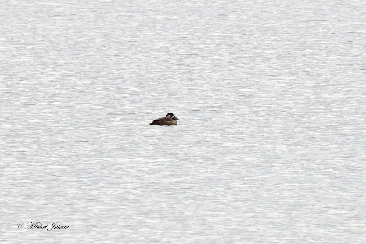 Surf Scoter - ML610202188